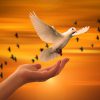 dove, hand, trust